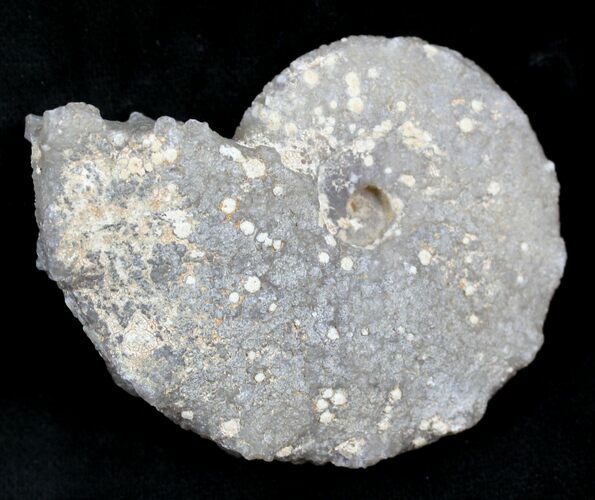 Agate/Chalcedony Replaced Ammonite Fossil #25503